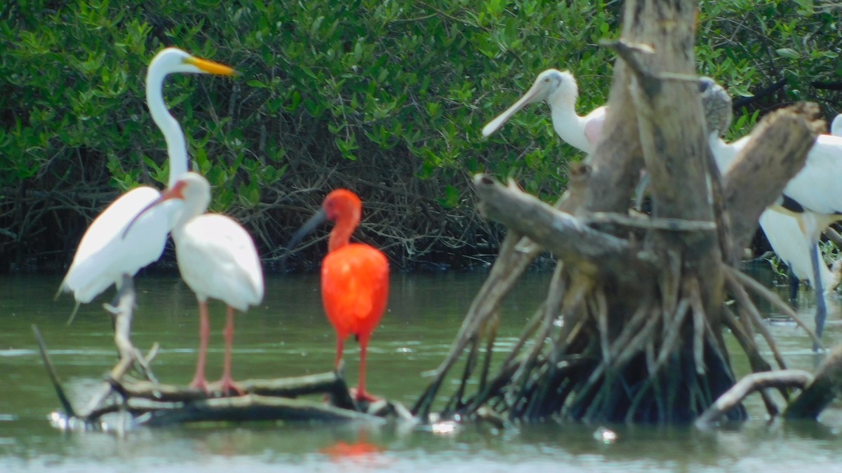White Ibis - ML638465331