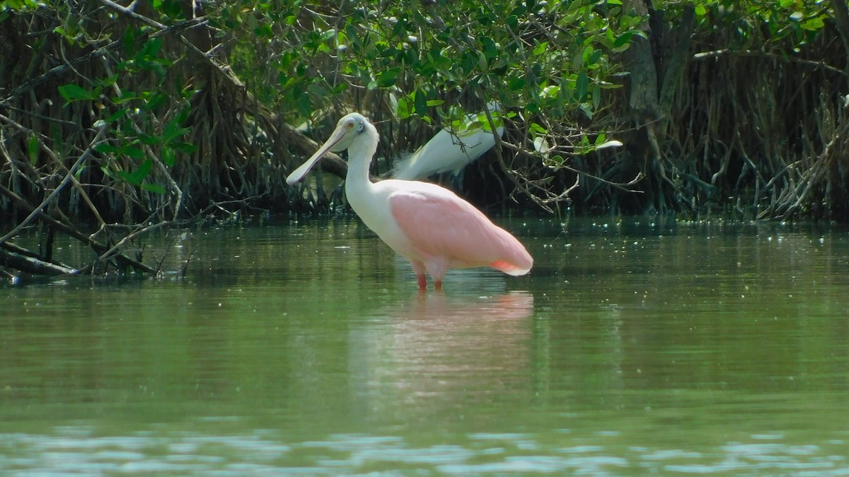 Roseate Spoonbill - ML638465333