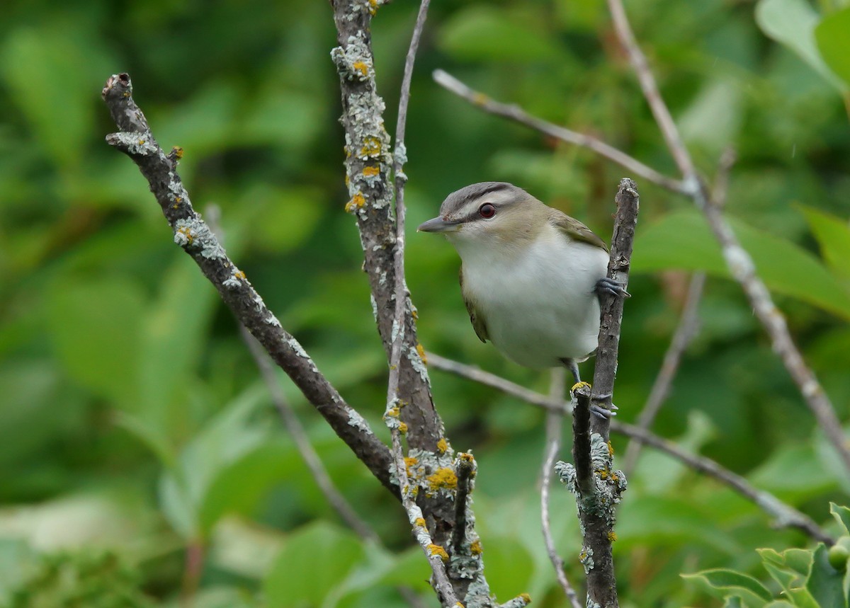 Red-eyed Vireo - ML638465342