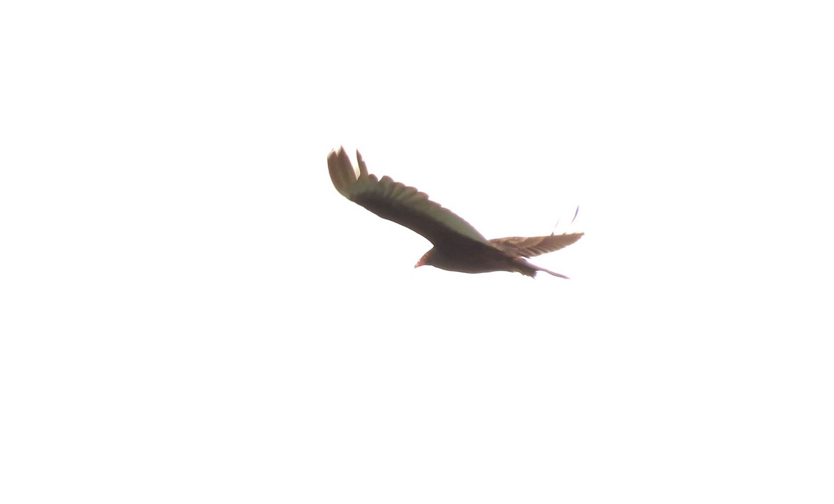 Turkey Vulture - ML638465351