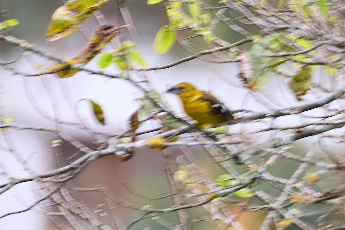 Golden Grosbeak - ML638465352