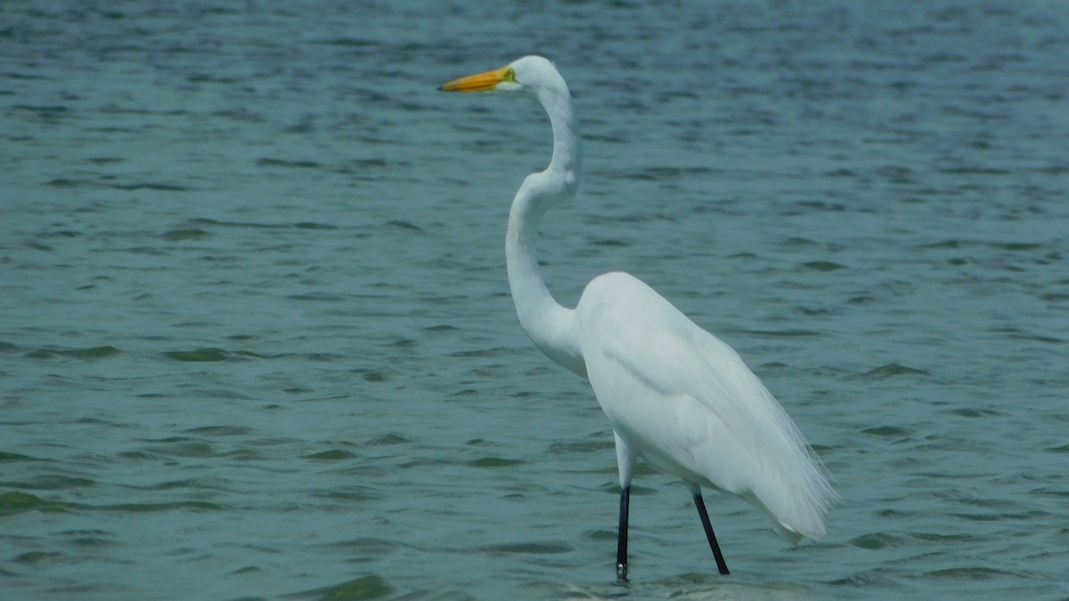 Great Egret - ML638465355