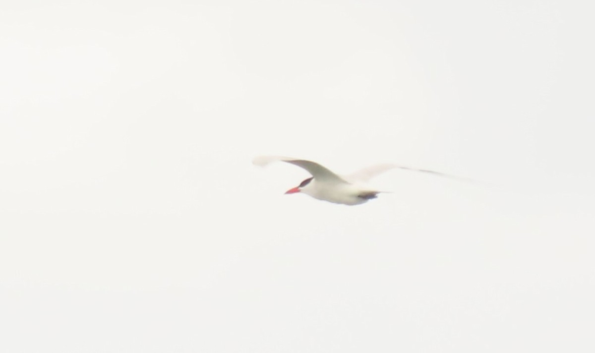 裏海燕鷗 - ML638465362