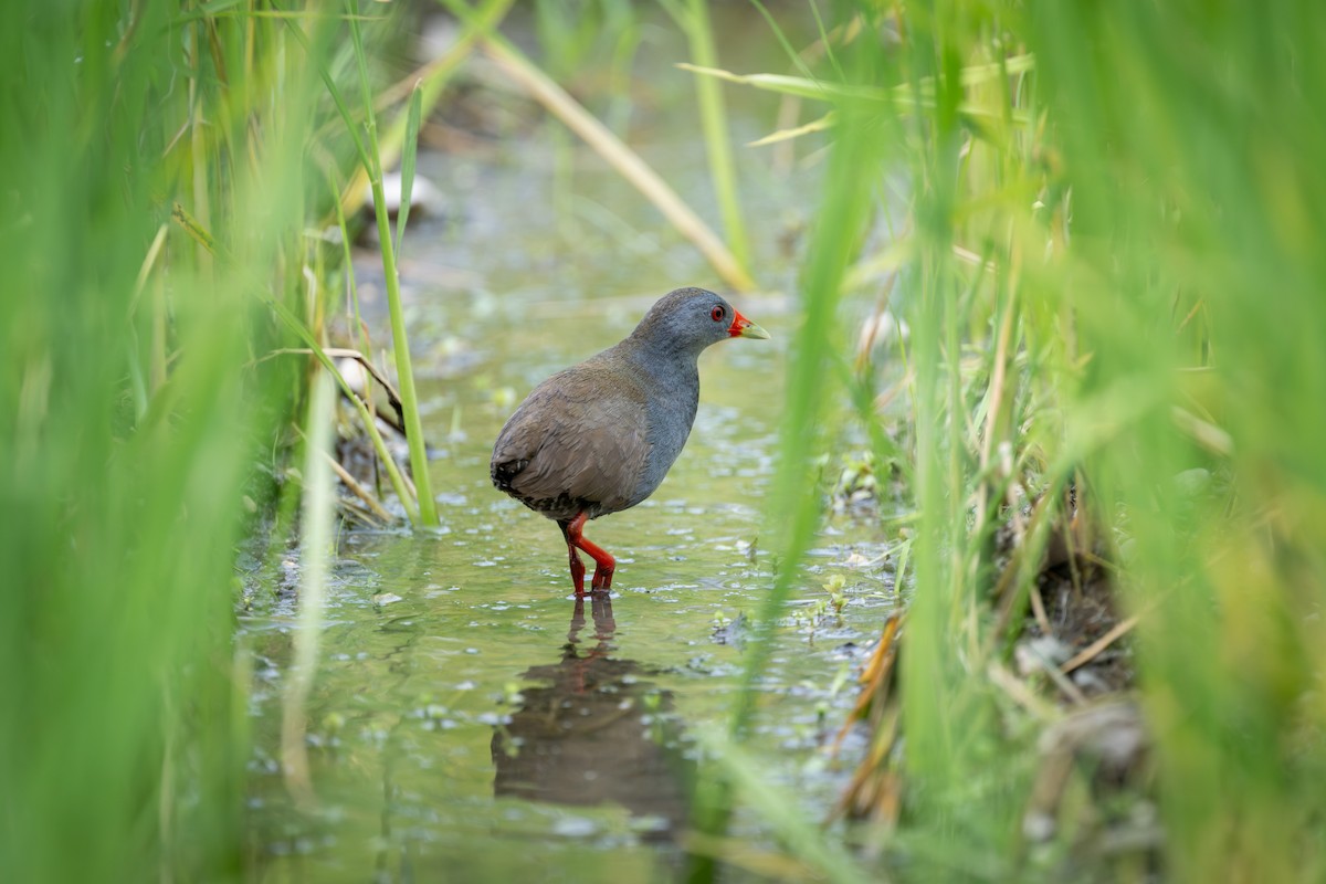 Paint-billed Crake - ML638465367