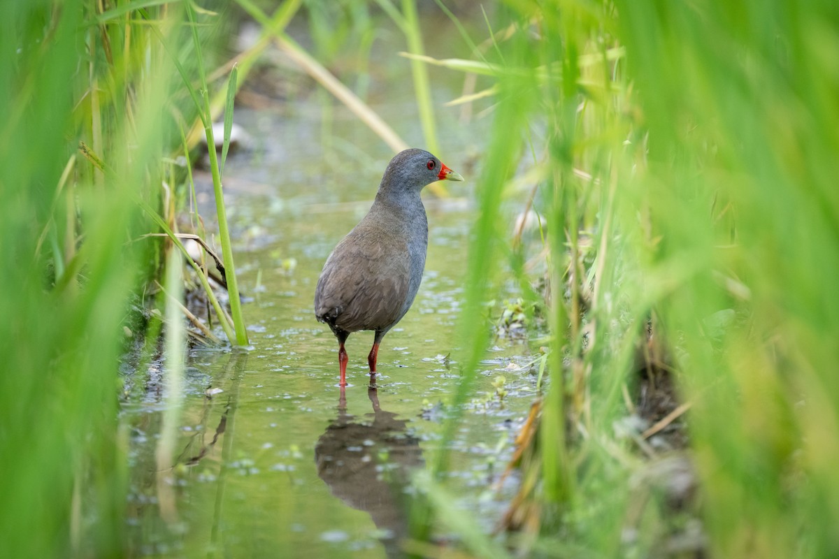 Paint-billed Crake - ML638465368