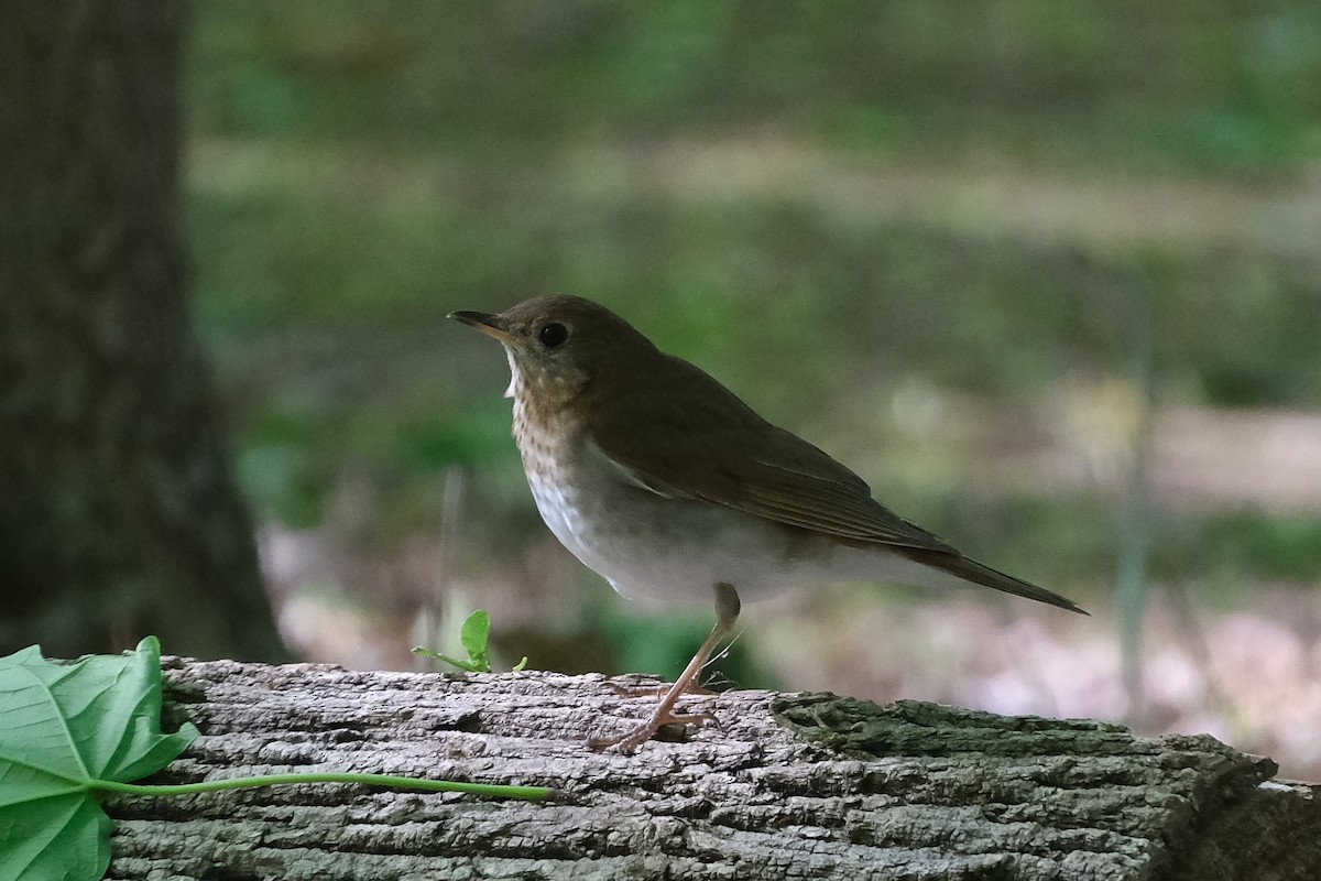 Veery - ML638465379