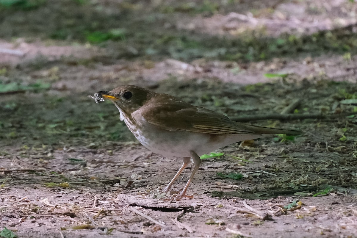 Veery - ML638465380