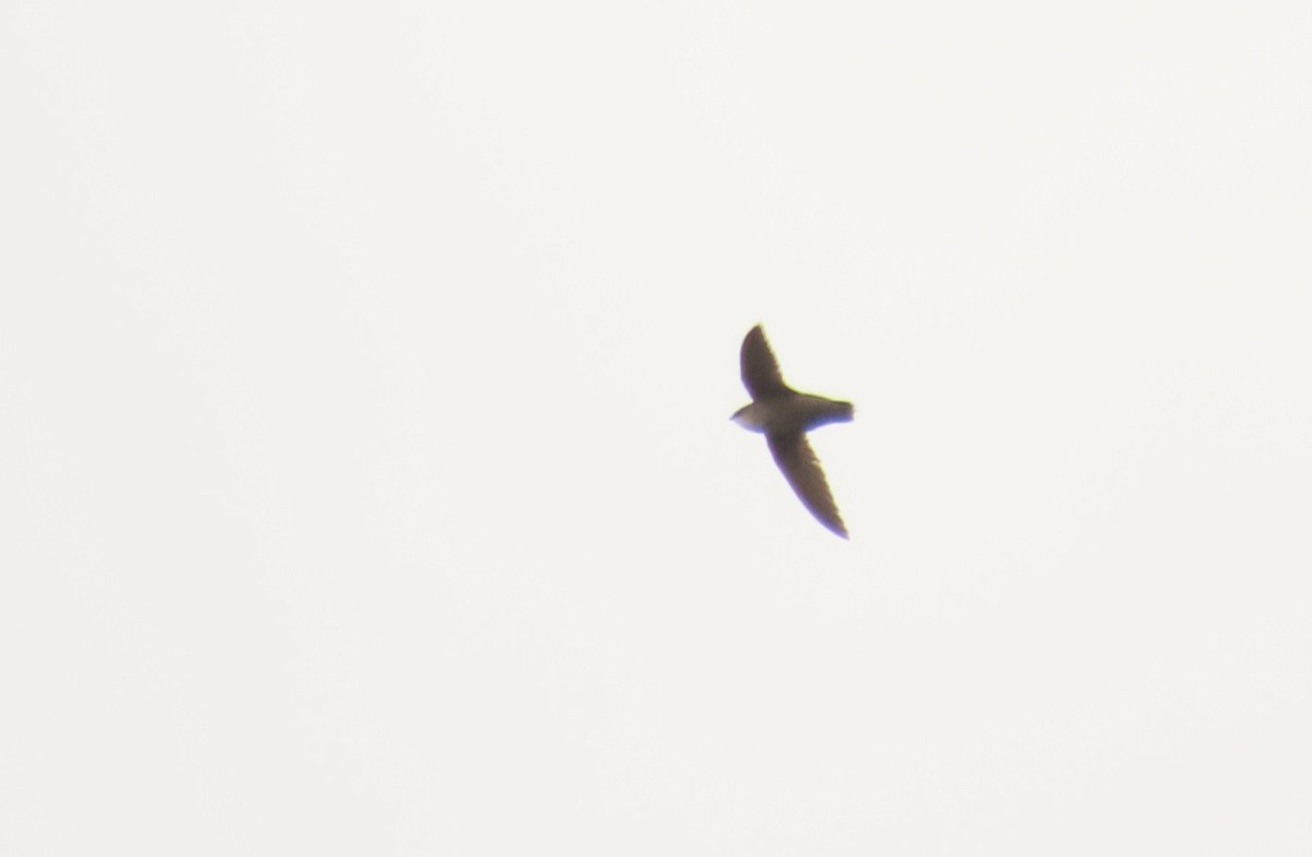 Chimney Swift - ML638465384