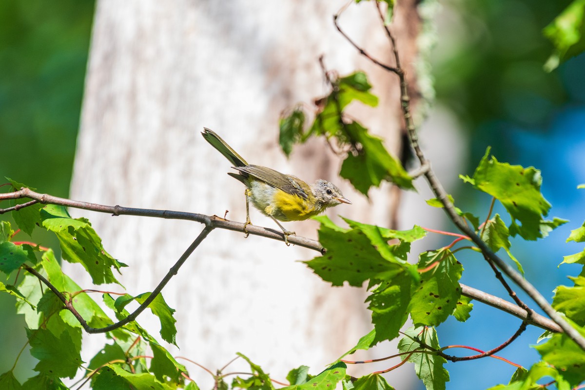 Prairie Warbler - ML638465396