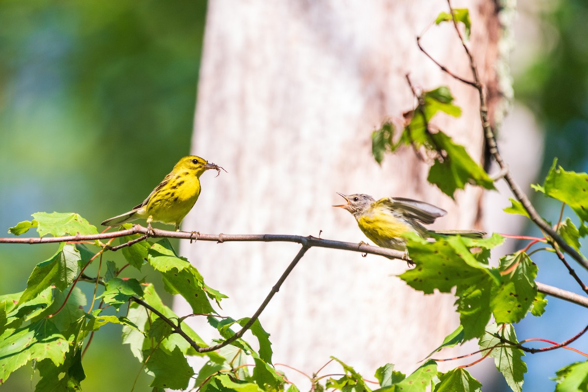 Prairie Warbler - ML638465397