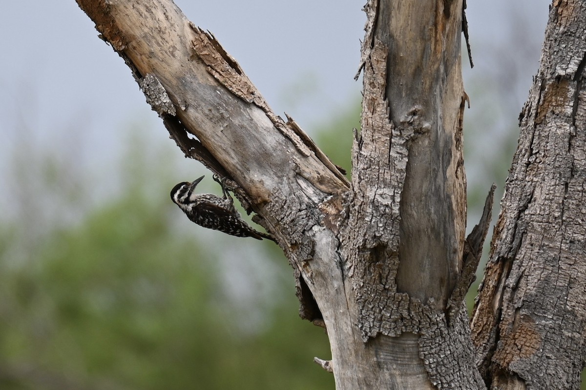 Texasspecht - ML638465401