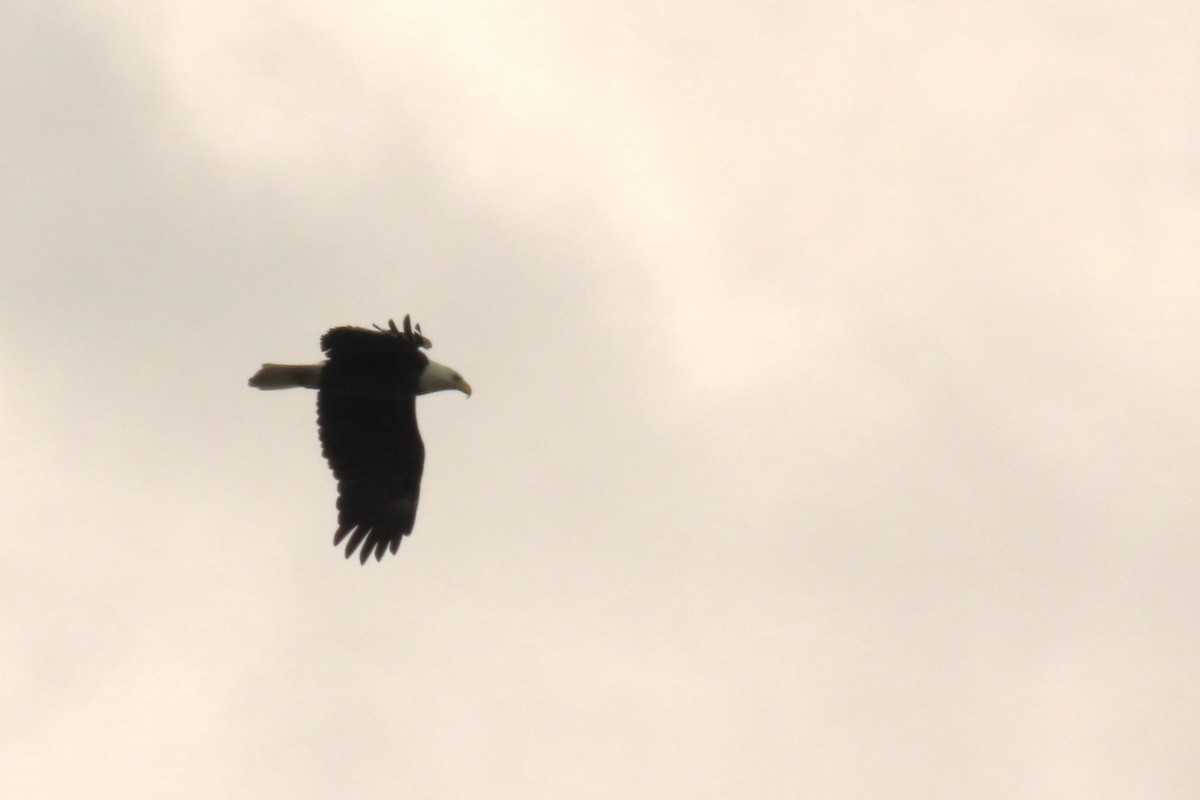 Bald Eagle - ML638465404