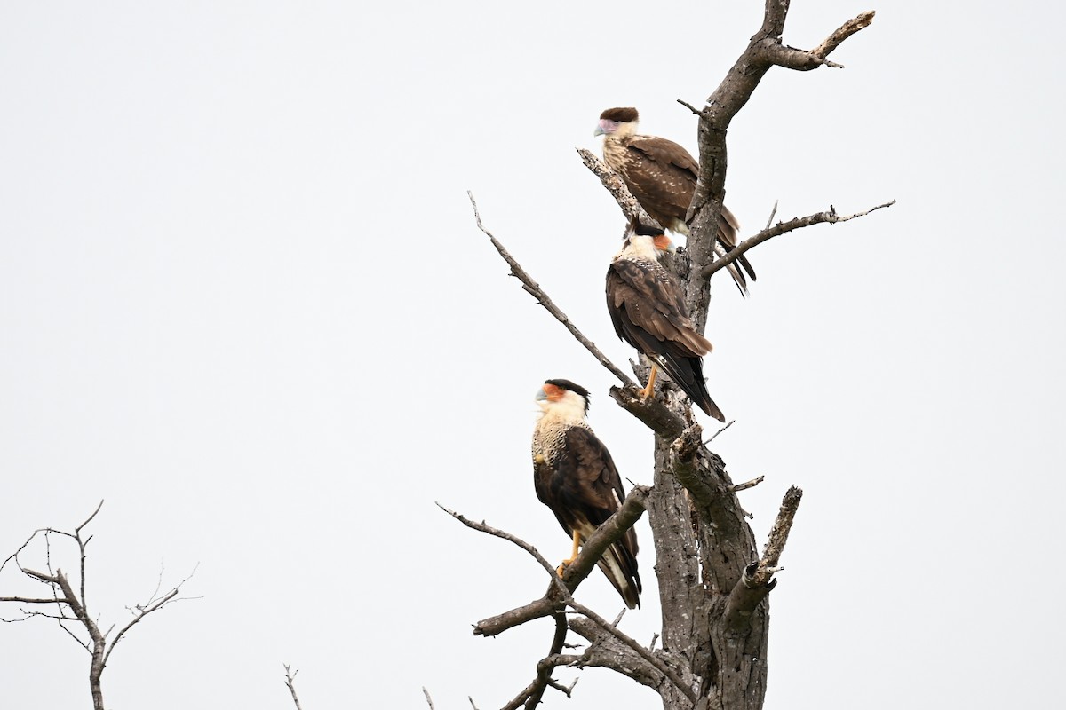 Schopfkarakara - ML638465406