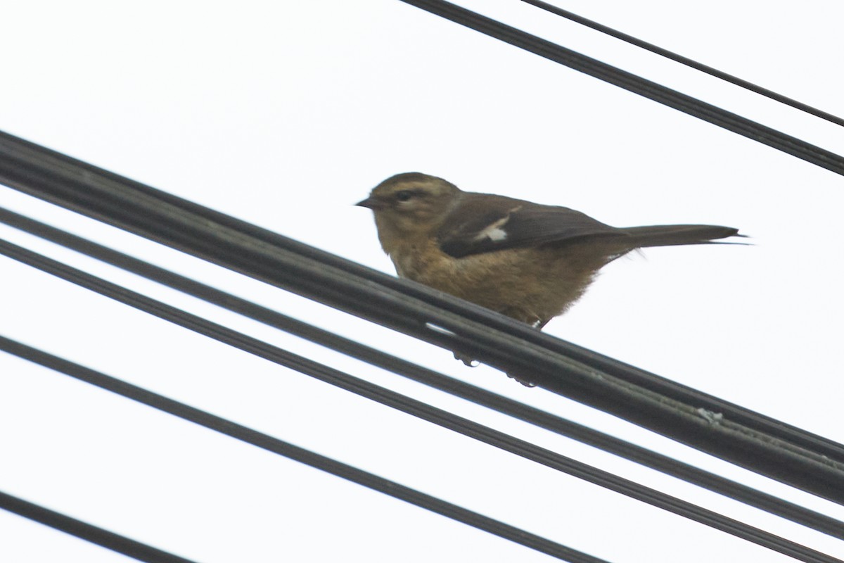 Cinereous Conebill - ML638465414
