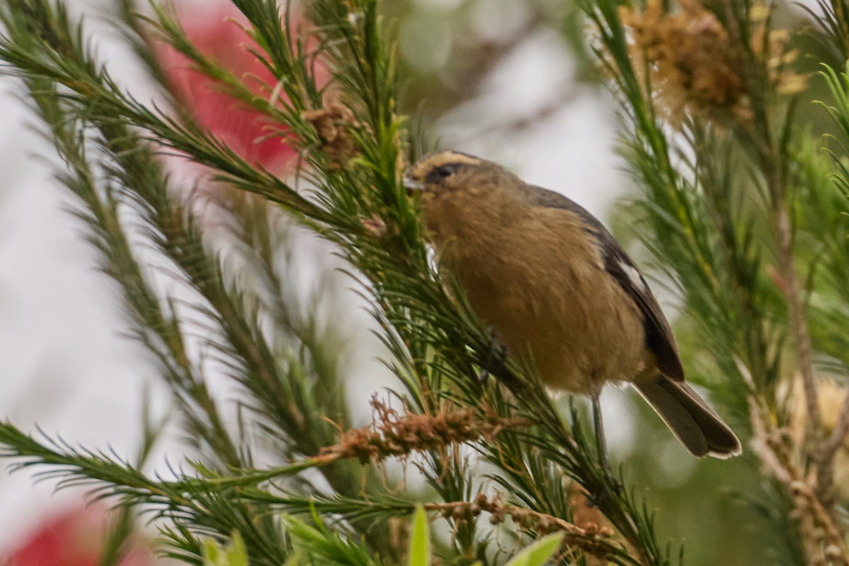 Cinereous Conebill - ML638465415