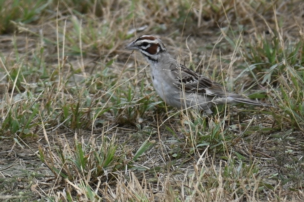 Rainammer - ML638465419