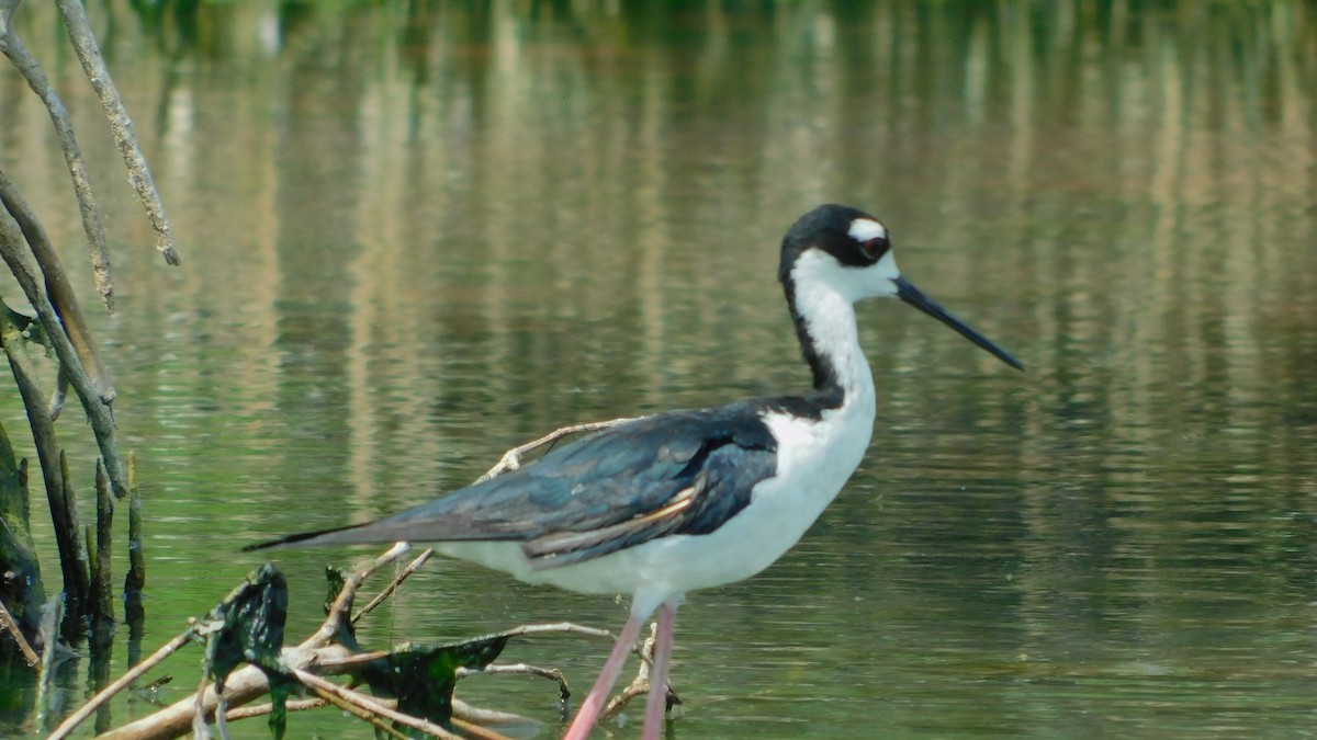 Black-necked Stilt - ML638465430