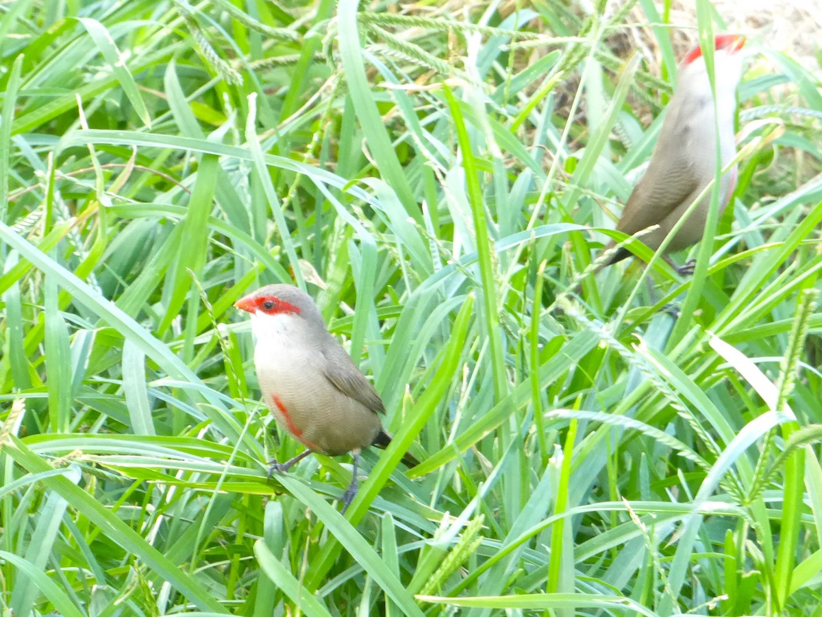 Common Waxbill - ML638465433