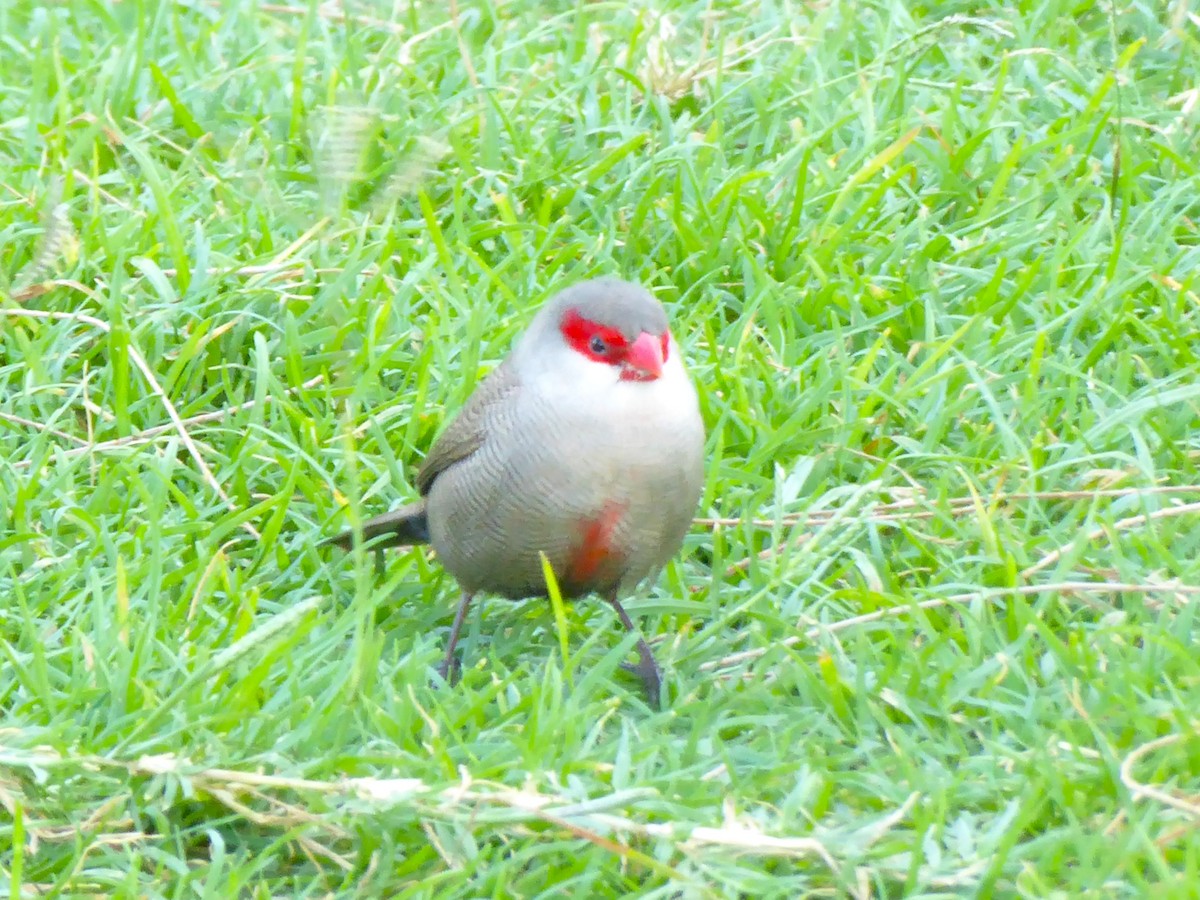 Common Waxbill - ML638465434