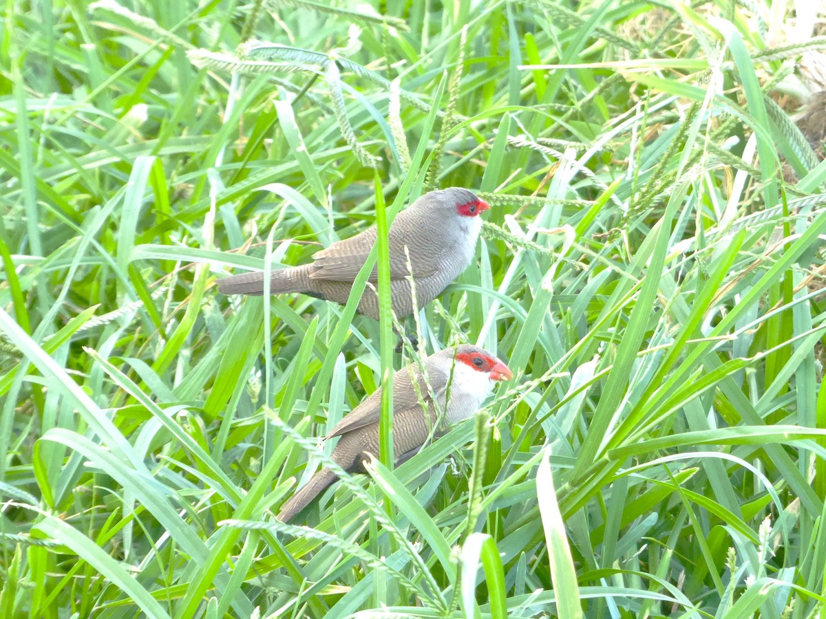 Common Waxbill - ML638465435