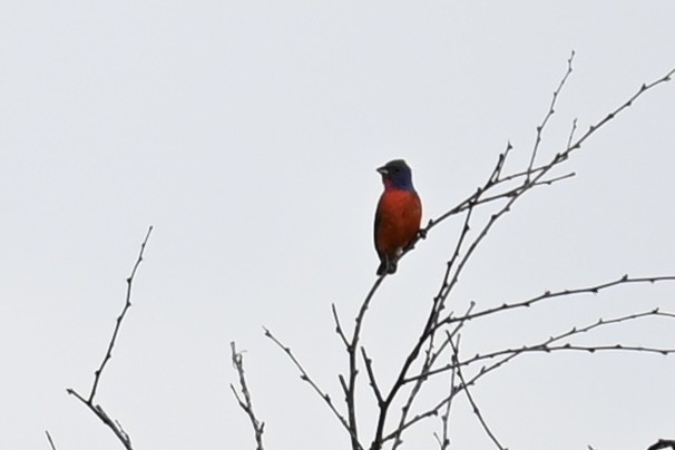 Papstfink - ML638465440