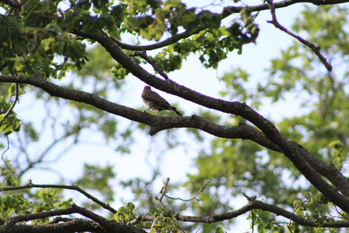 Northern Flicker - ML638465445