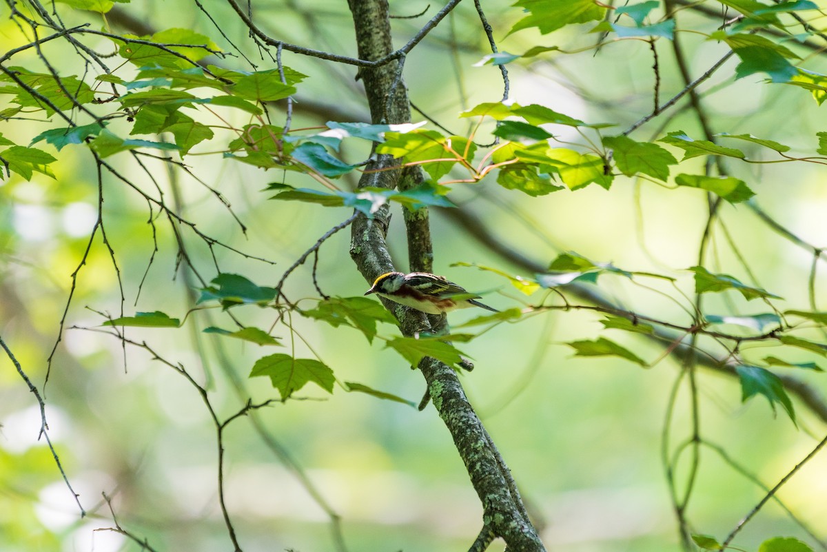 Chestnut-sided Warbler - ML638465446
