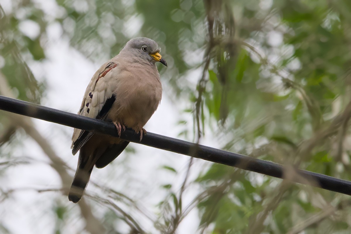 Croaking Ground Dove - ML638465455