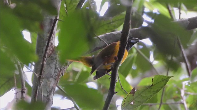 Red-and-black Grosbeak - ML638465462
