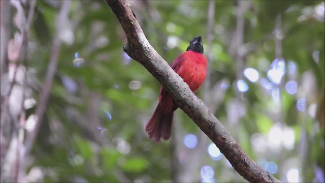 Red-and-black Grosbeak - ML638465468