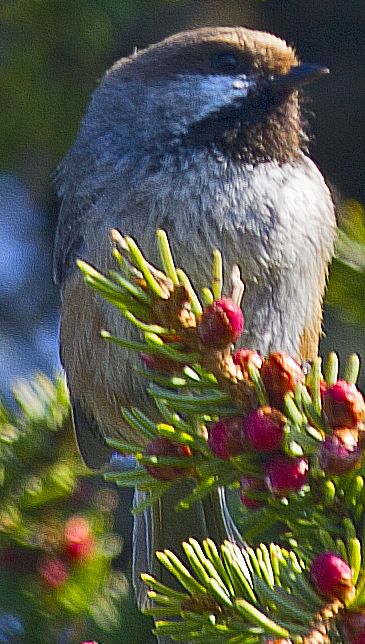 Boreal Chickadee - ML638465496