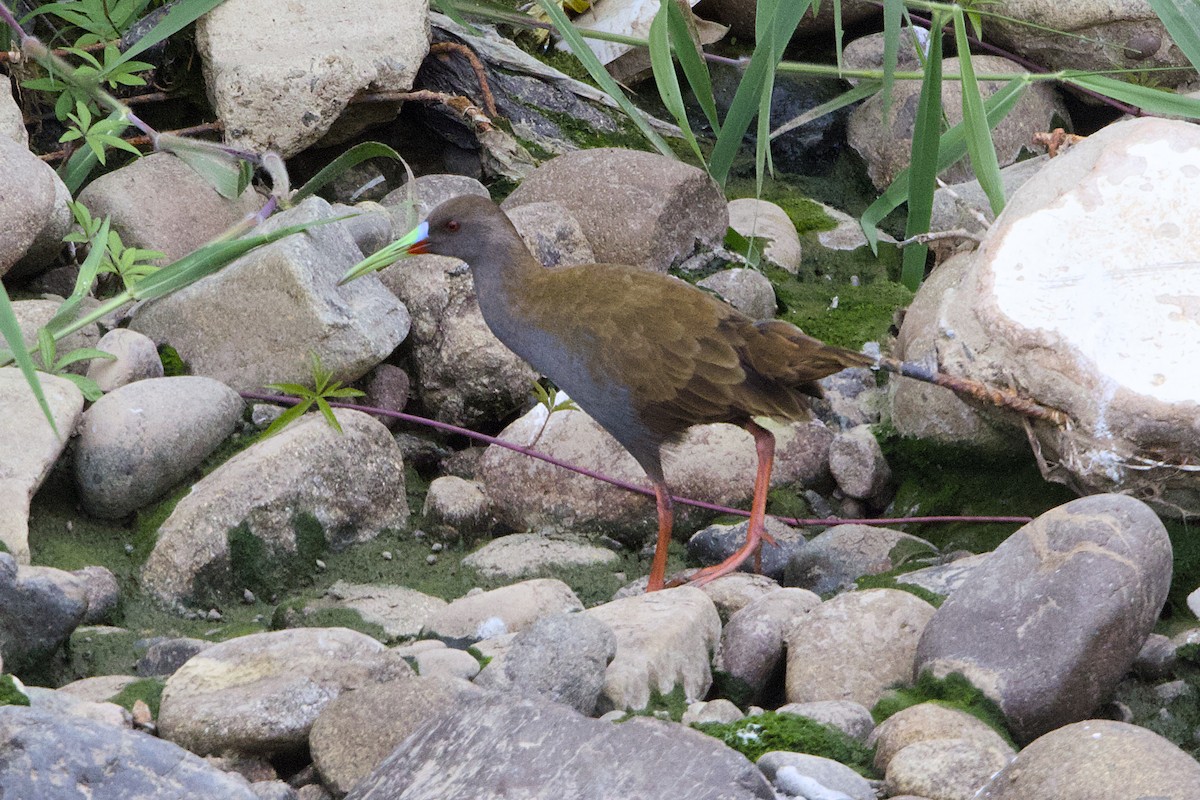 Plumbeous Rail - ML638465499