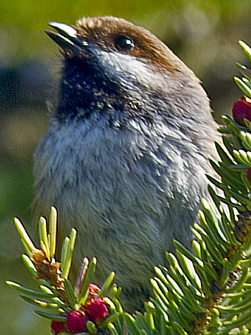 Boreal Chickadee - ML638465511