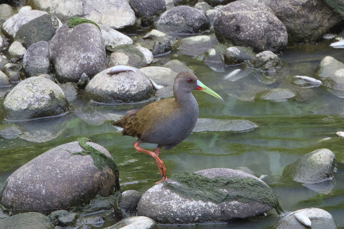 Plumbeous Rail - ML638465518