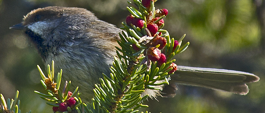 Boreal Chickadee - ML638465522