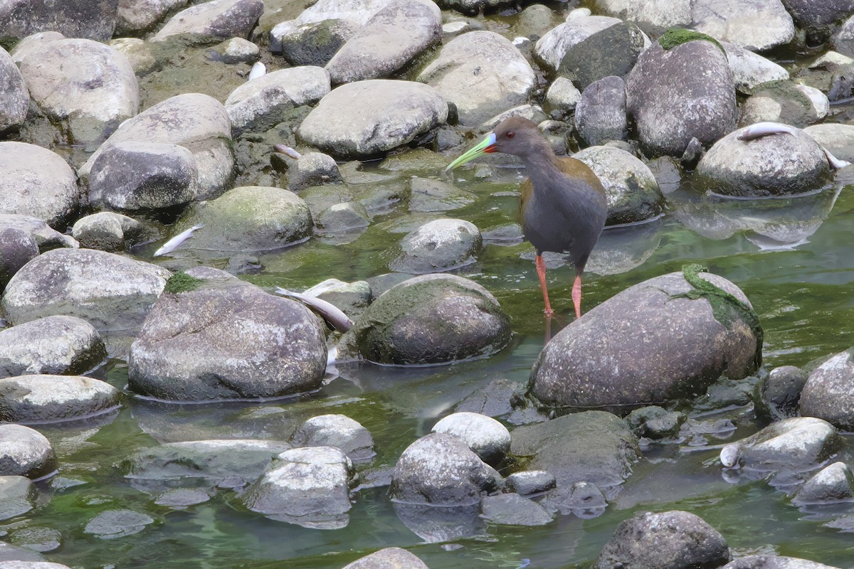 Plumbeous Rail - ML638465554