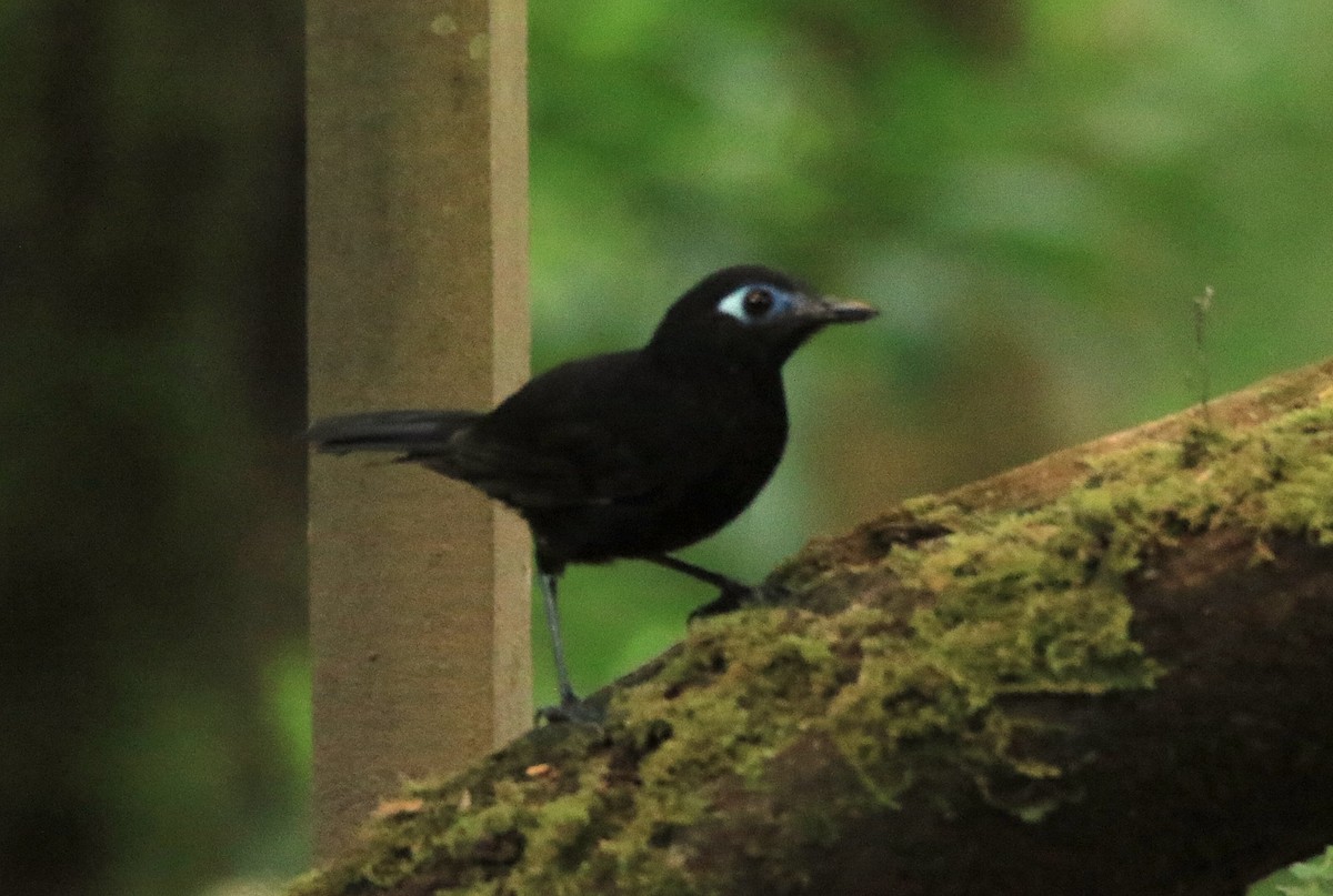 Zeledon's Antbird - ML638465586