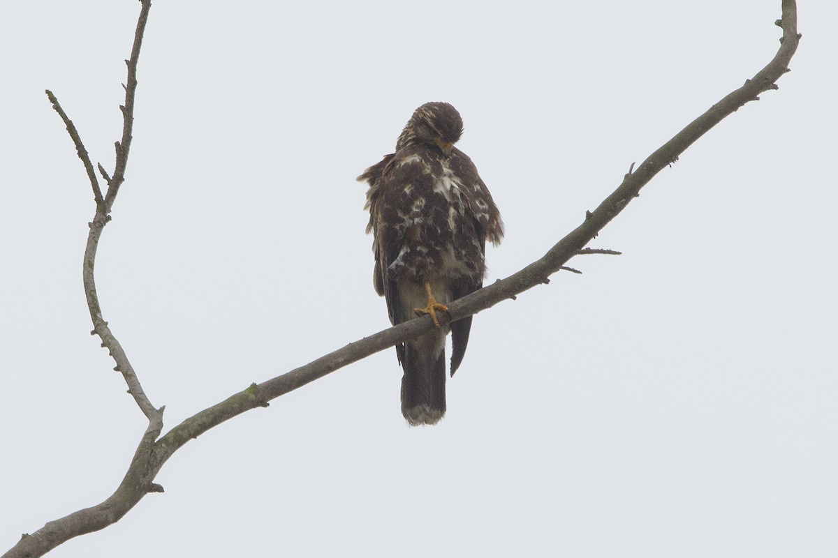 Harris's Hawk - ML638465593