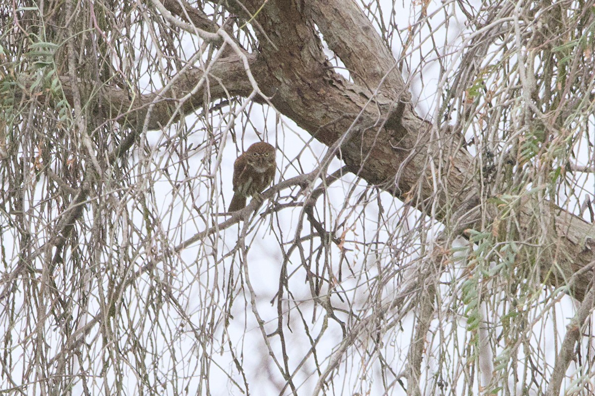 Peruvian Pygmy-Owl - ML638465605