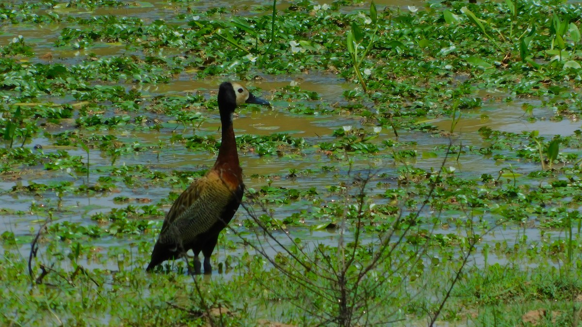 White-faced Whistling-Duck - ML638465610