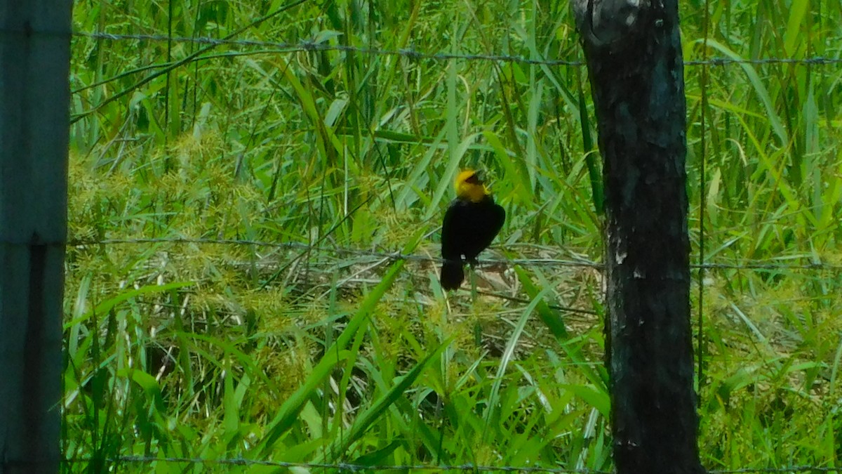 Yellow-hooded Blackbird - ML638465612