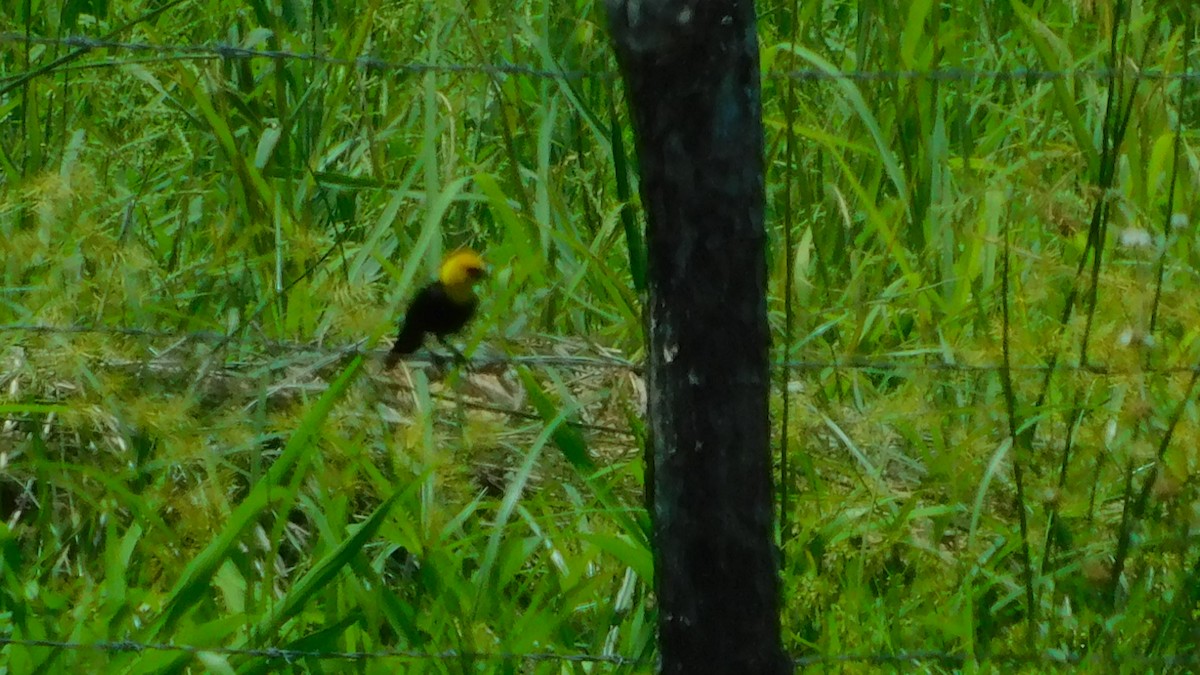 Yellow-hooded Blackbird - ML638465617