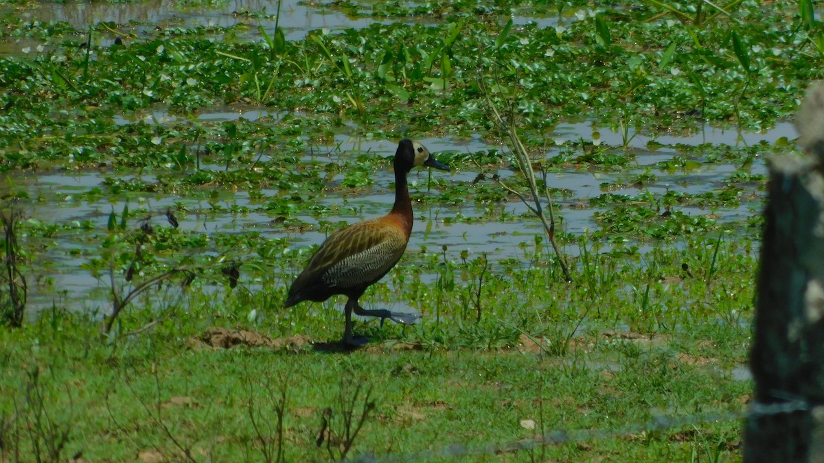 White-faced Whistling-Duck - ML638465624