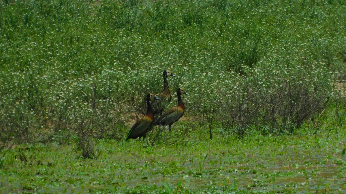 White-faced Whistling-Duck - ML638465626
