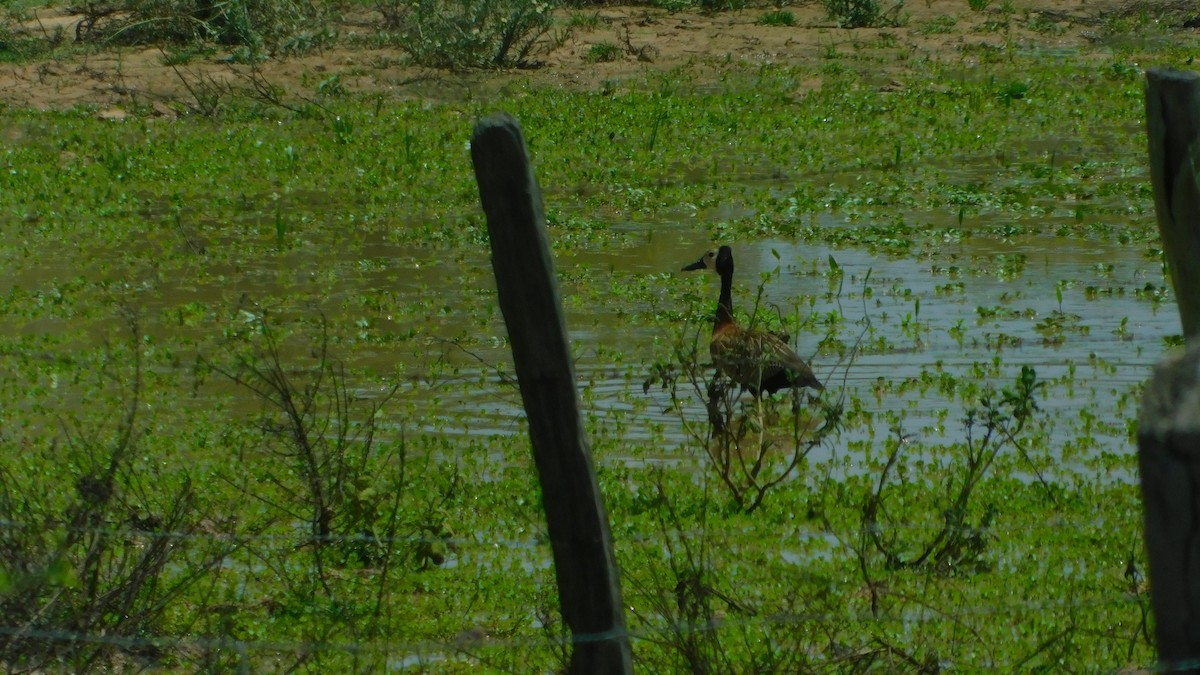 White-faced Whistling-Duck - ML638465630