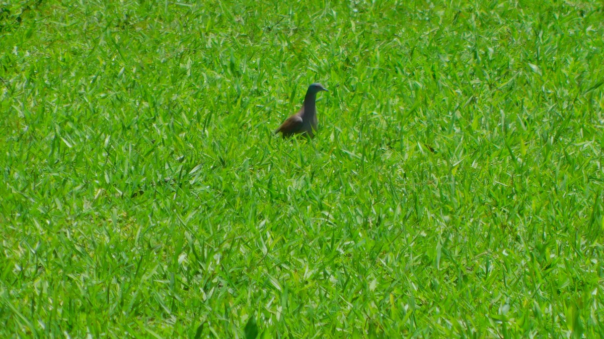 Pale-vented Pigeon - ML638465688