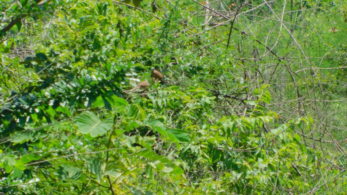 Ruddy Ground Dove - ML638465689
