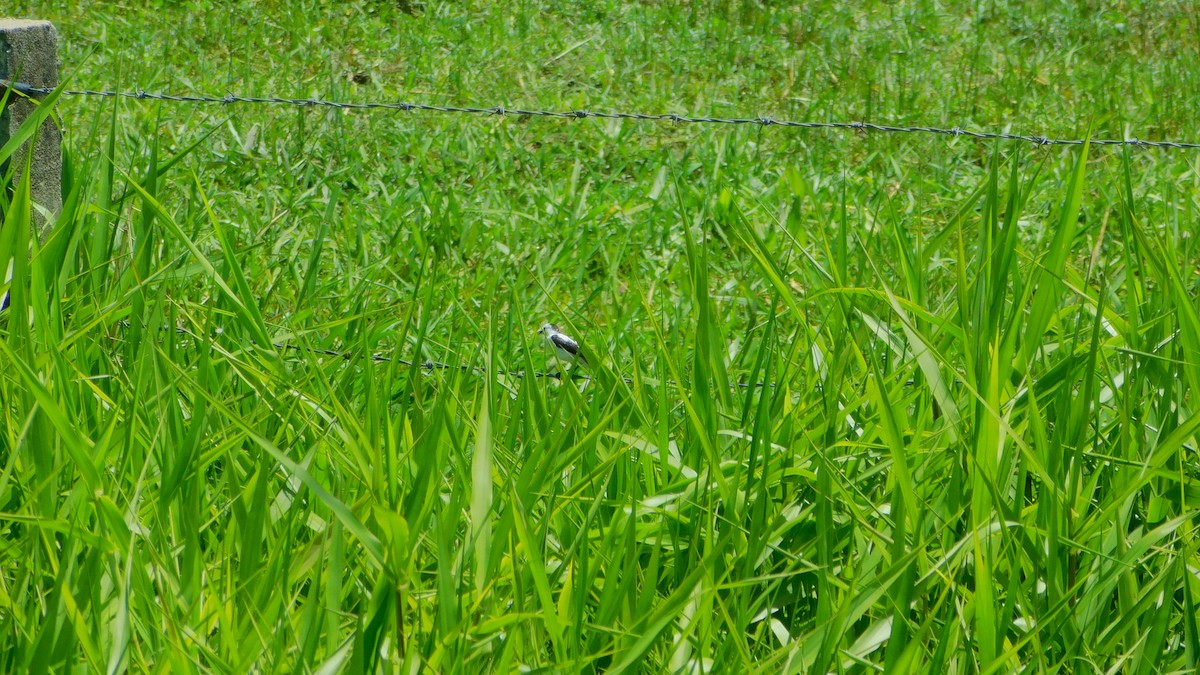 Pied Water-Tyrant - ML638465694
