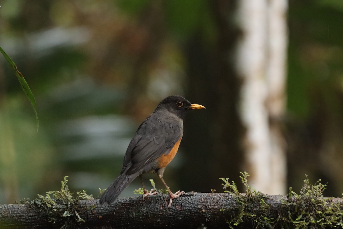 Chestnut-bellied Thrush - ML638465703