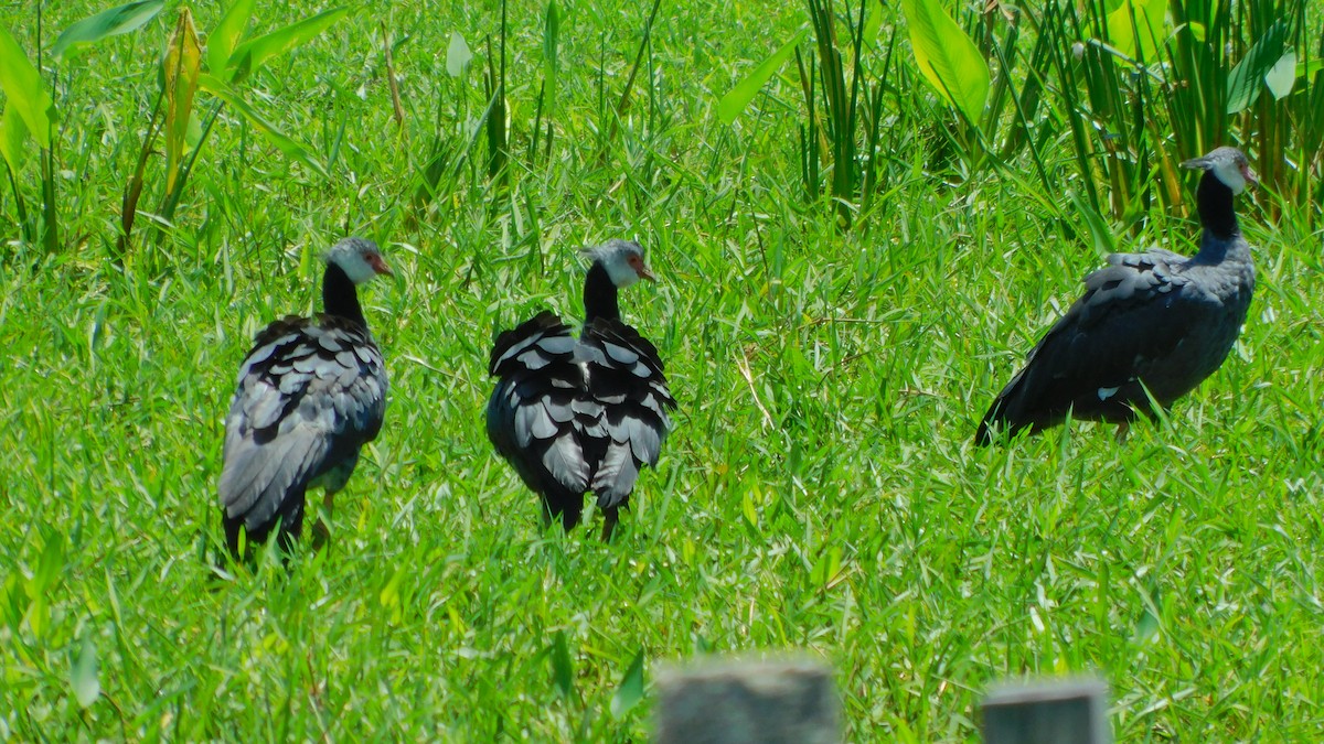Northern Screamer - ML638465706